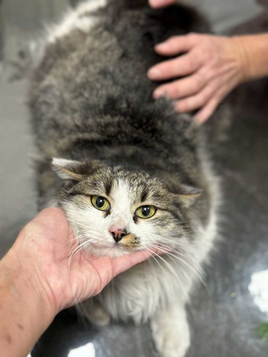 Коте Шишо търси дом