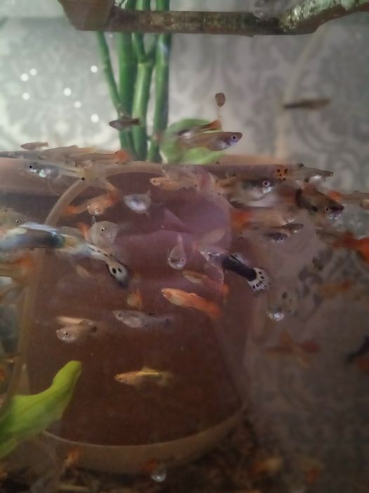 Аквариумные рыбки гупии