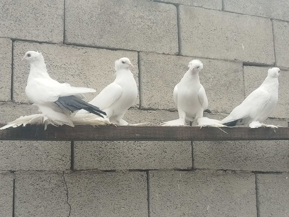 Продам голубей...
