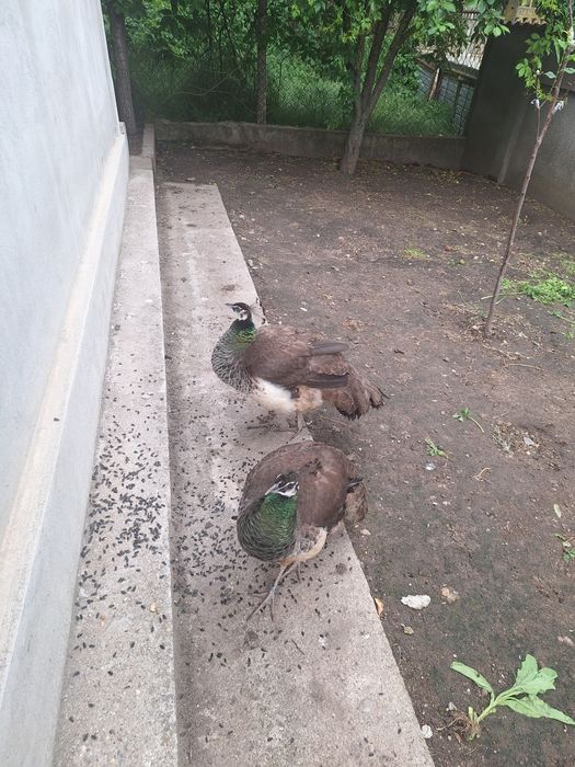 Familie Pauni mascul  alb matur 5 ani si 2 femele