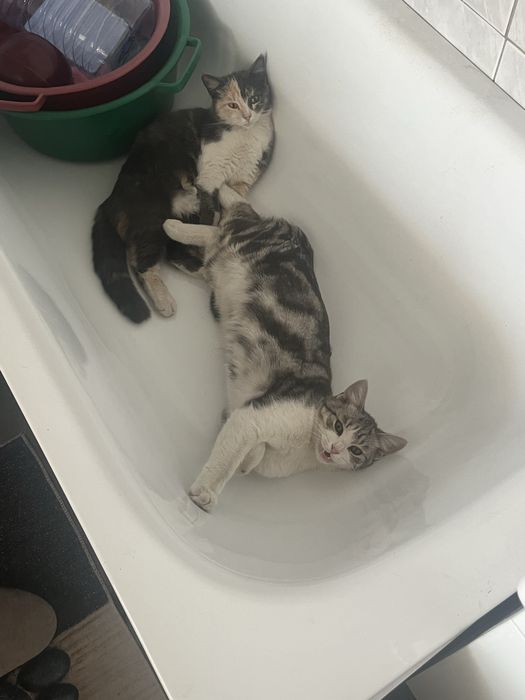 Отдам котов в добрые руки