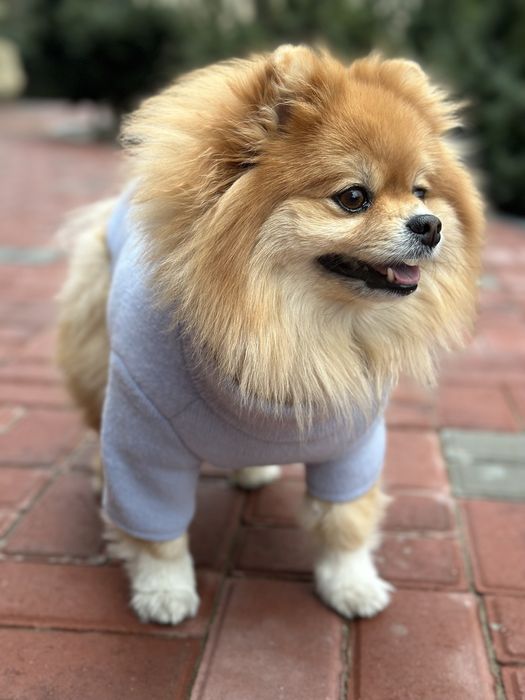 Свитер для собак, ангора