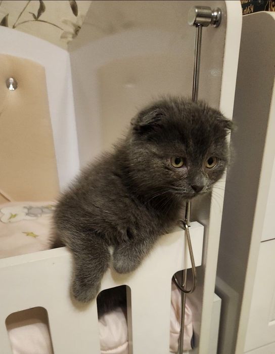 Mushuk skotish fold oʻgʻil toza zot