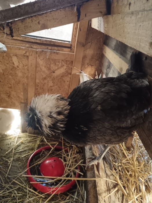 Oua pentru incubat motata olandeza ,Brakel , Austrolop și Brahma