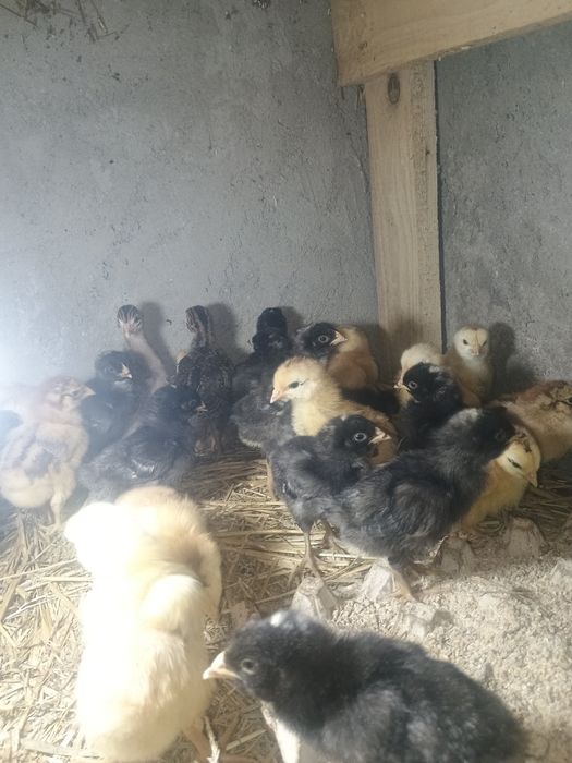 Pui kabir și bibilici