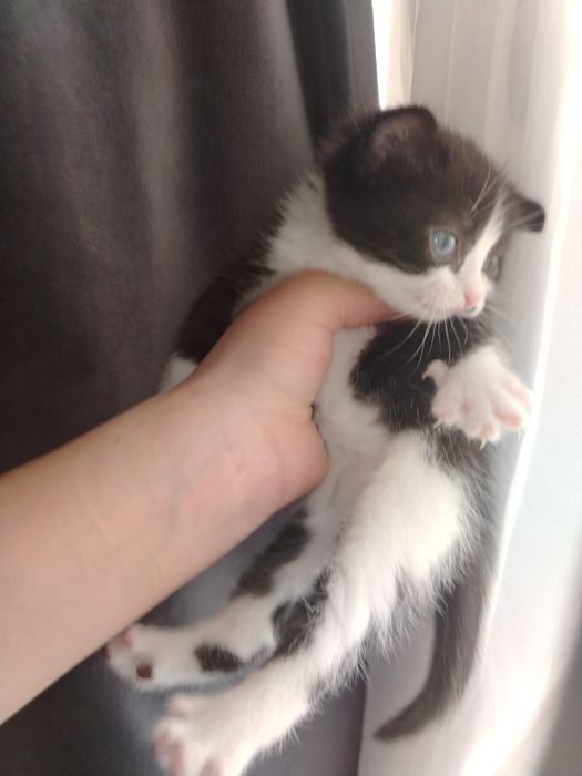 Продам котят британцы вислоухие