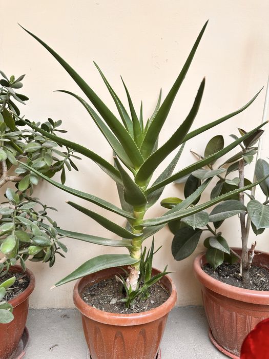 Aloe Vera guli 2 yillik