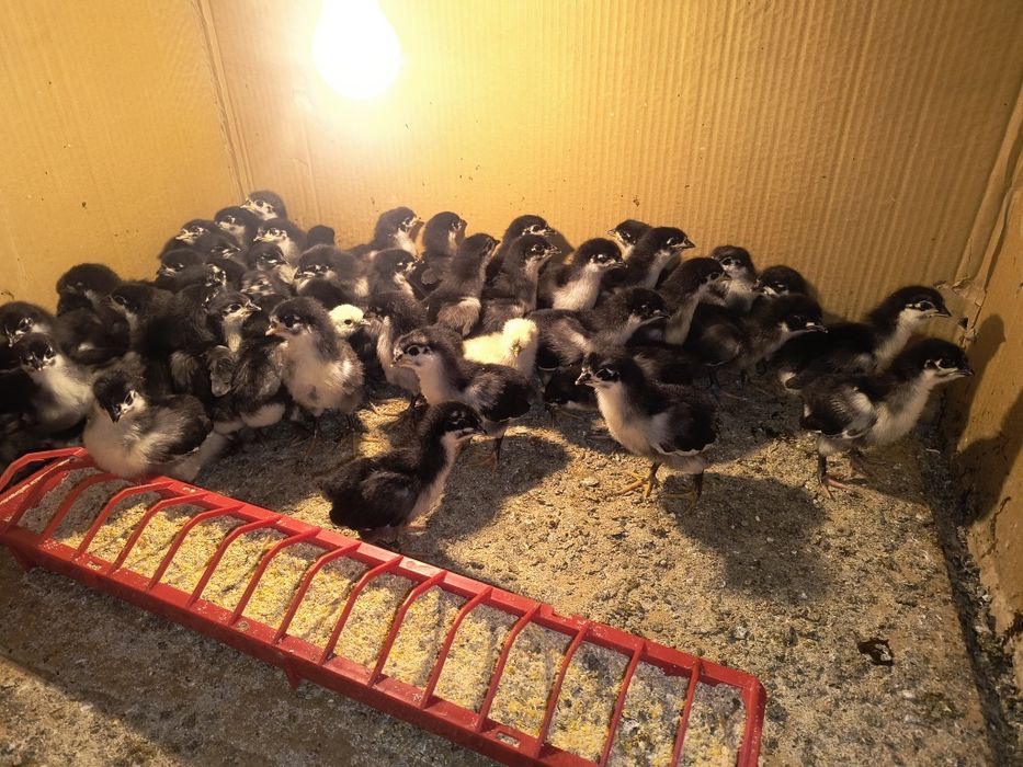 Pui din rasa Australorp de vânzare