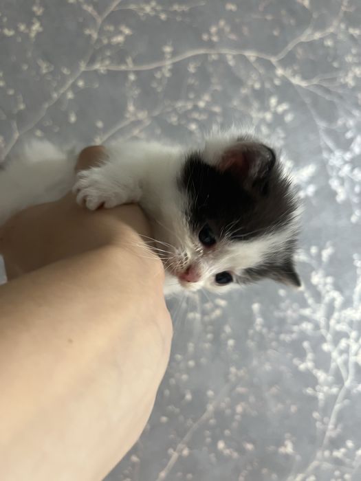 Котята мальчик и девочка , отдадим доброму сердцу