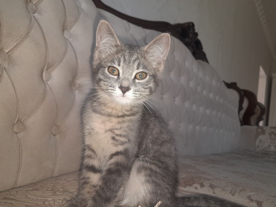 Кошка, девочка, приучена к лотку