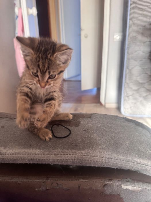 Котейку бесплатно