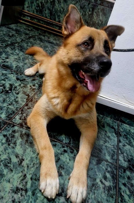 Ciobanesc German Mascul