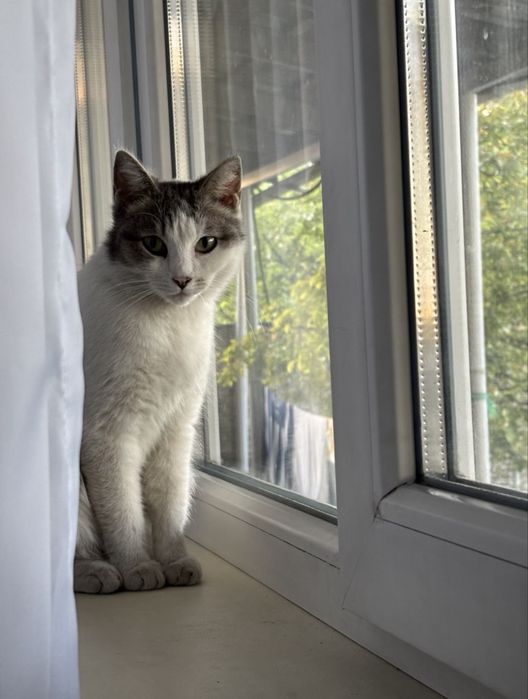 Сюзи, потерялась