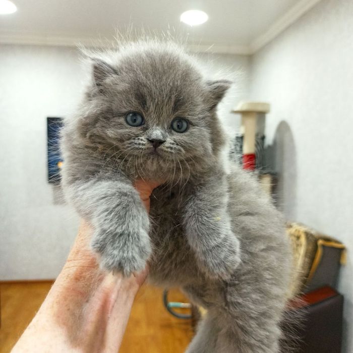 Продаются Шотландские котодетки