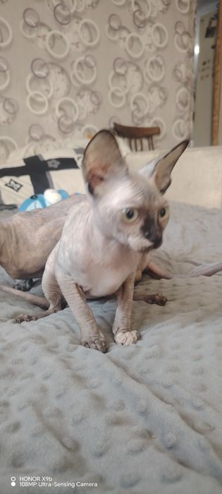 Для вязки кот, класный производитель.