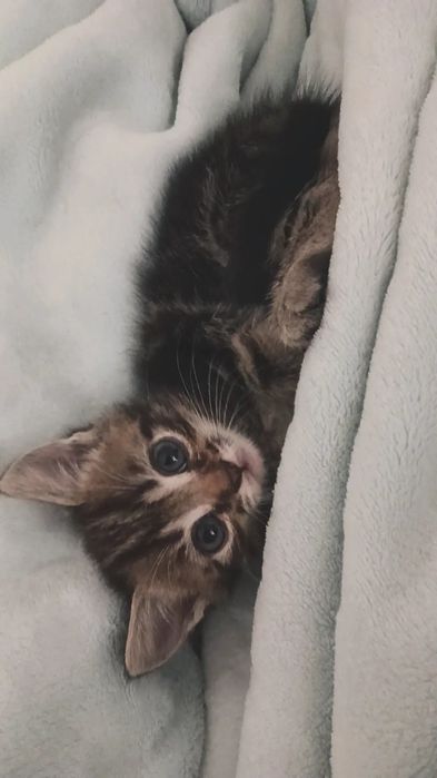 Котята просятся в добрые руки. Актобе