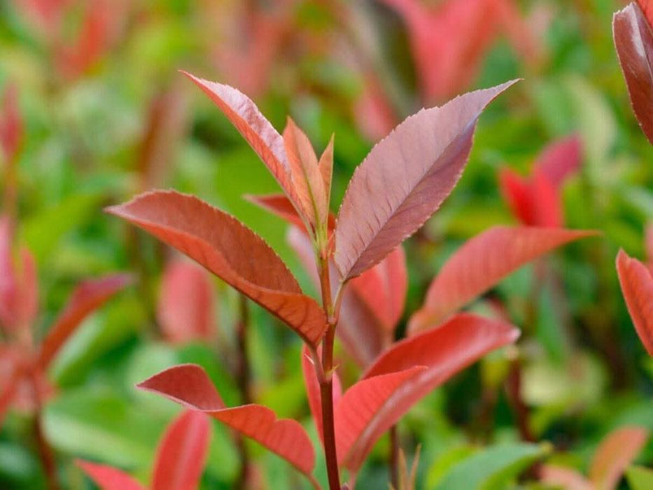 Photinia Red Robin pentru Gard Viu, pepiniera Timișoara