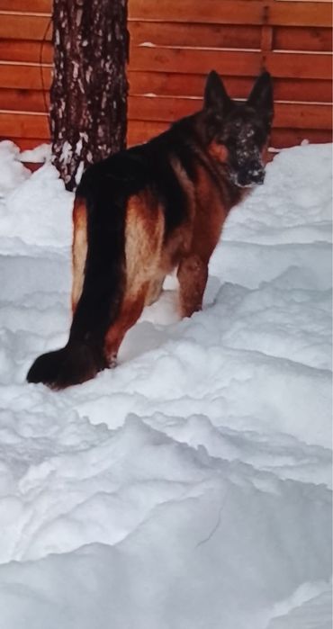 Продам щенят овчарки