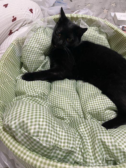 Лежак для животных