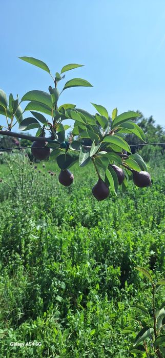 Vand teren 5000 mp sau schimb cu apartament