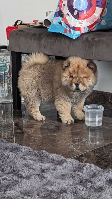 Vând!! Chow Chow