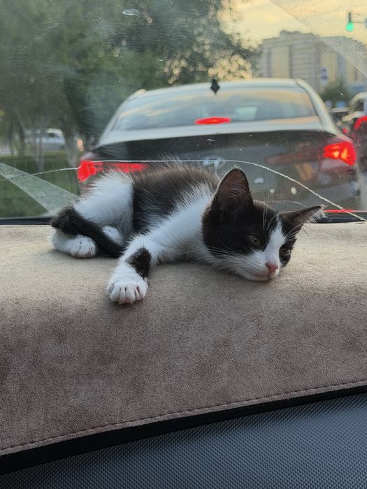 Котенок черно белый