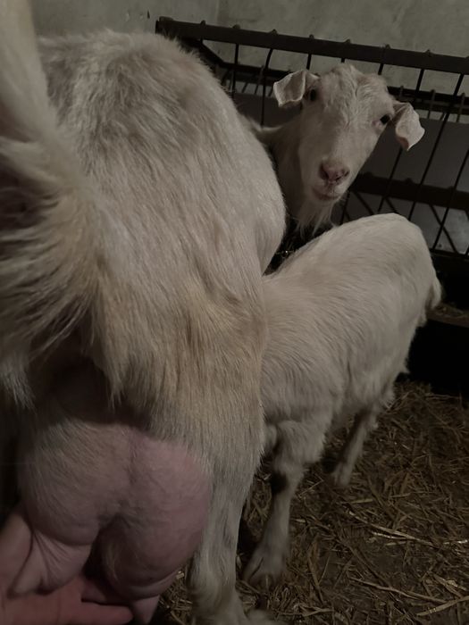 Коза с женско яре