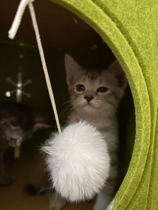 Отдам котят в добрые руки