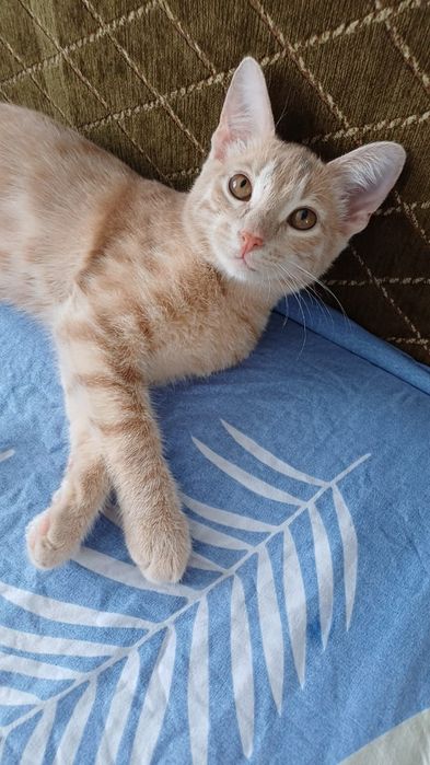 Отдам кота в добрые руки