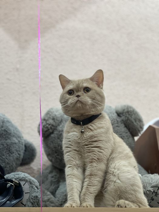 Mushuk  sotiladi BRITANSKIY