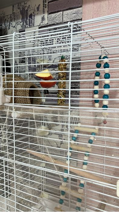 Продам попугаев Неразлучников