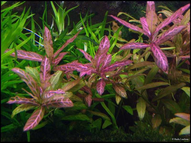 Plante naturale pentru acvariu