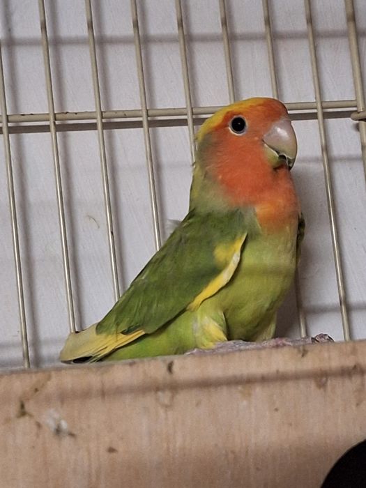 Pereche papagali Agapornis + colivie și cuib.