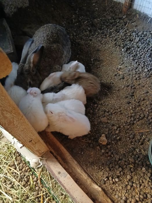 Куёонла сотилади болалари  онаси великан  отаси Калифорни