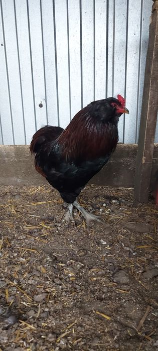 De vânzare oua incubat araucana