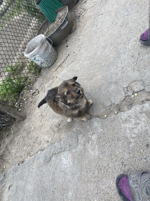 Отдам щенят в хорошие руки