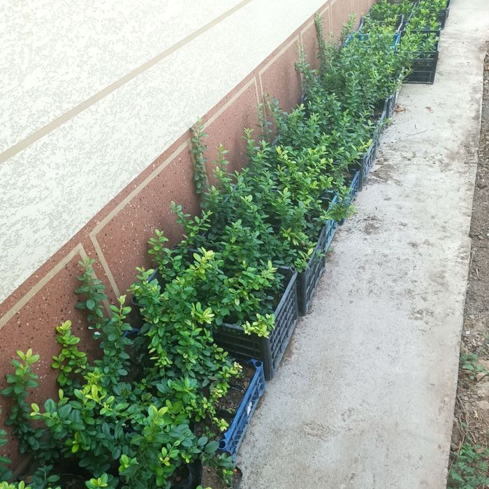 Пироканта расстение