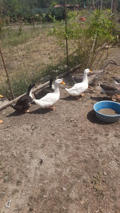 Vând 5 rate de anul ăsta