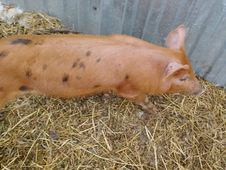 Поросята породистые