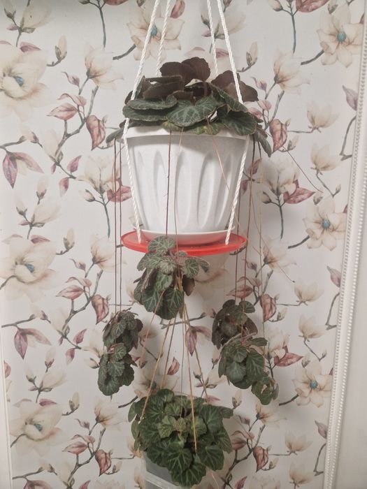 Продам растение комнатная камнеломка взрослая и детки.