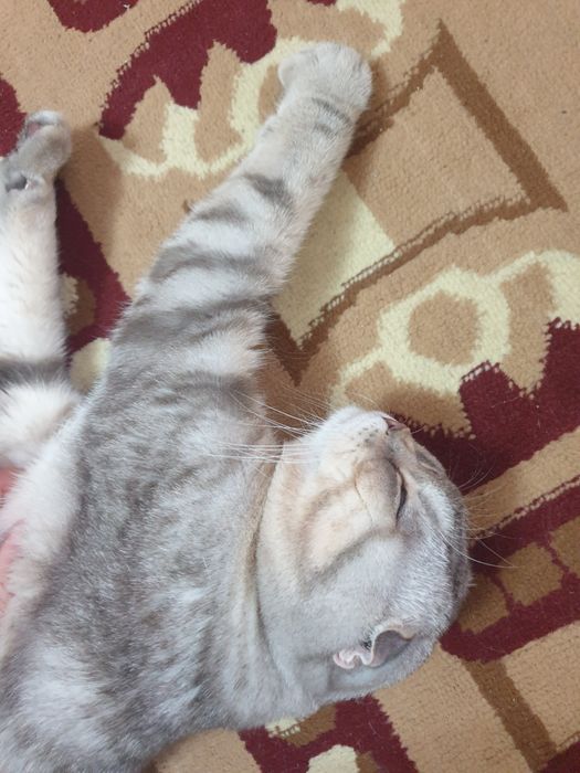 Skottish fold shotlandskiy