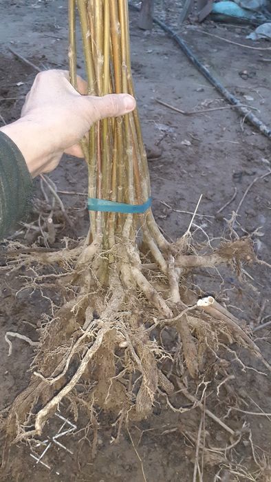 Палоня кучатлари бир йиллик