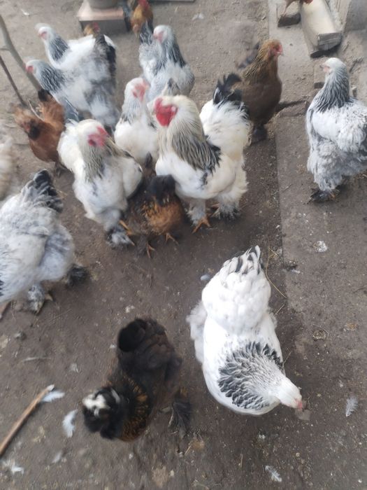Se vând găini din 2025