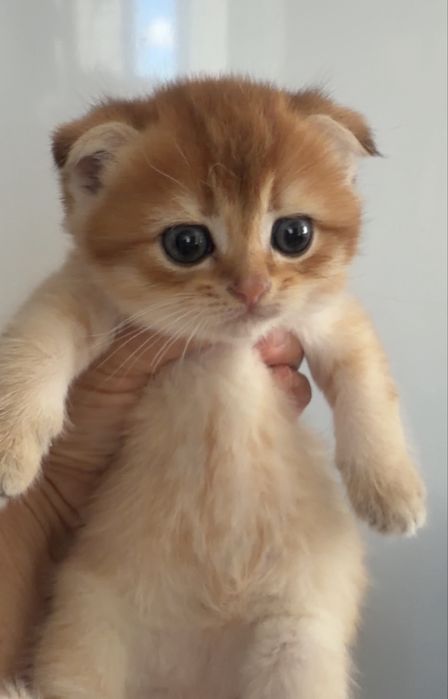 Золотые шиншиллы шоу класса