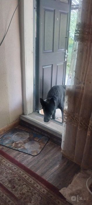 Вязка немецкая овчарка