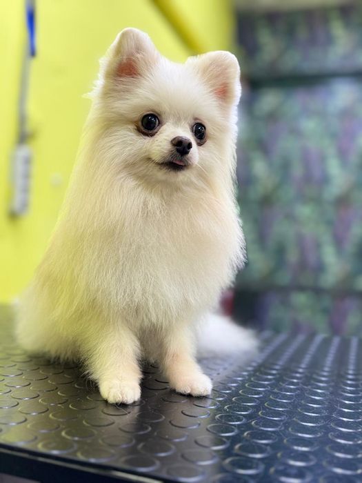 Жених Кевин на вязку