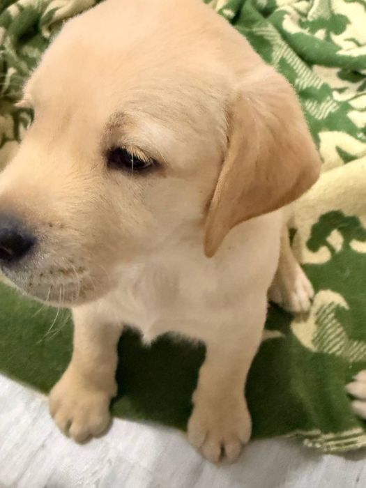 Щенки лабрадорчики