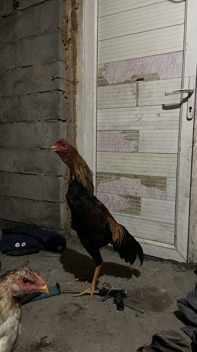 Дакан қораз сатылады