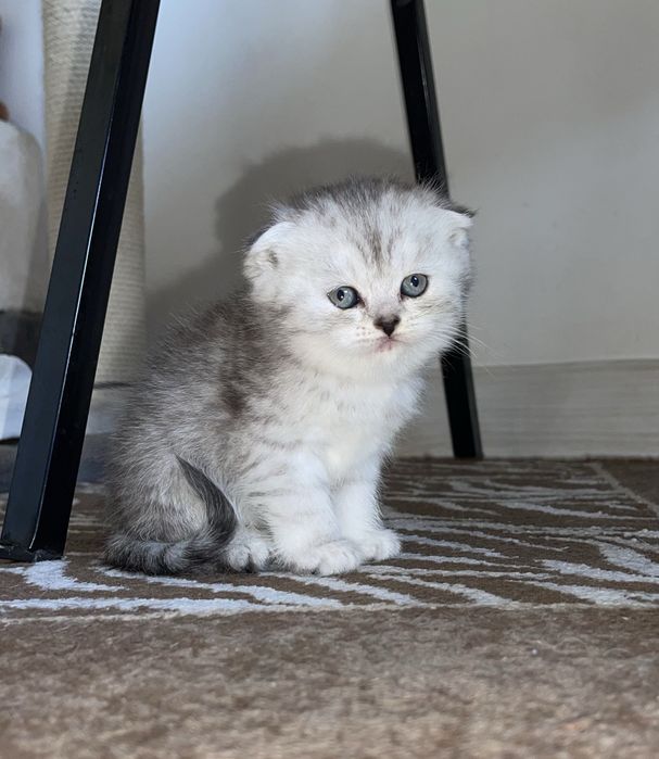 Шотландские котята