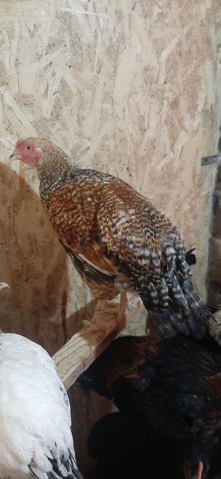 Продам молодых петушков